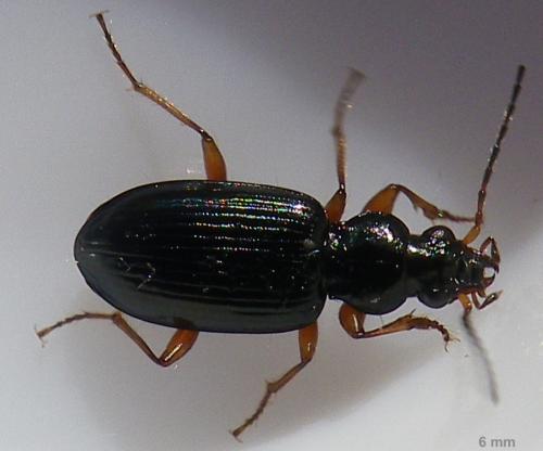 Bembidion decorum