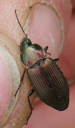 Poecilus cupreus