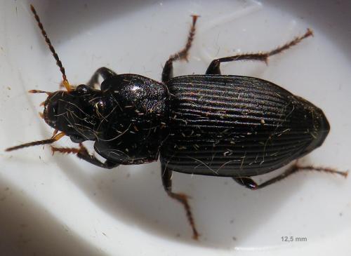 Anisodactylus binotatus