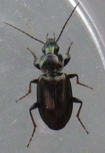 Réf. 140 245 : Agonum muelleri