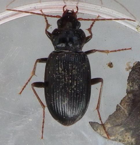 Nebria brevicollis