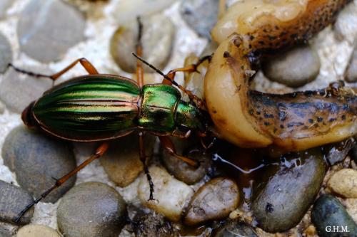 Carabus auratus