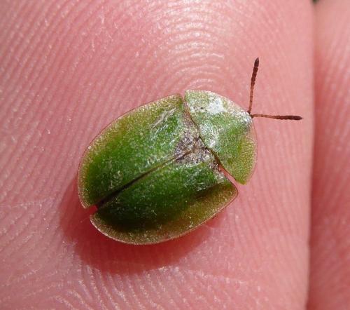 Réf. 140 520 : Cassida rubiginosa