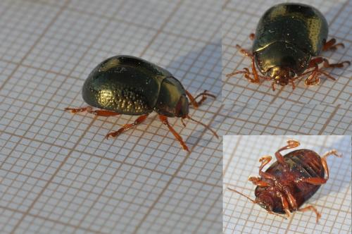 Réf. 140 298 : Chrysolina bankii