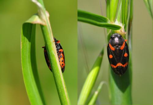 Réf. 140 830 : Cercopis intermedia