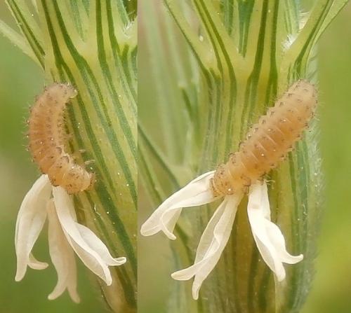 Réf. 140 746 : Rhyzobius litura