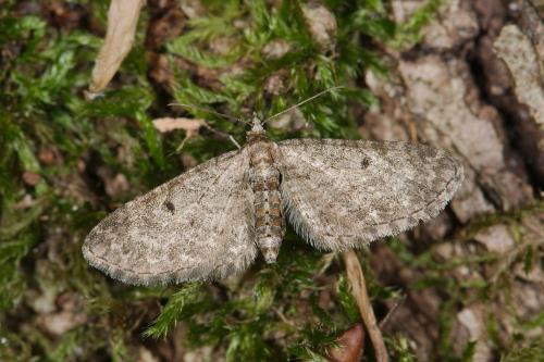 Réf. 140 699 : Eupithecia subfuscata