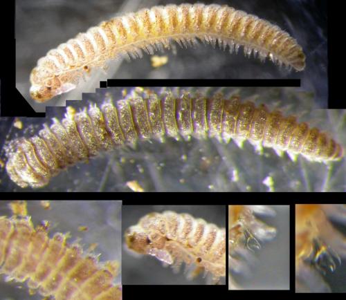 Chamaesoma broelemanni