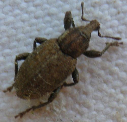 Graptus triguttatus