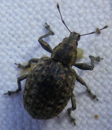 Liophloeus tessulatus