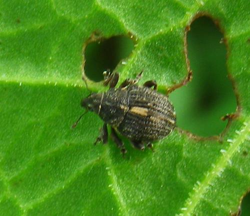 Rhinoncus pericarpius