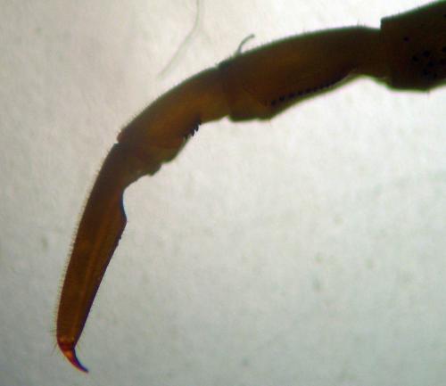 Cryptops anomalans