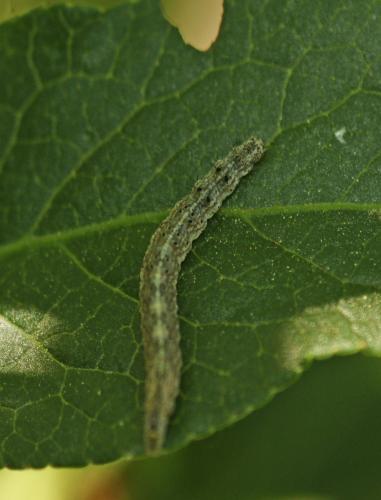 Ypsolopha mucronella