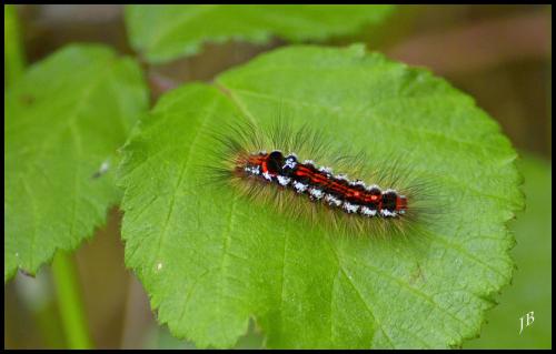 Euproctis similis