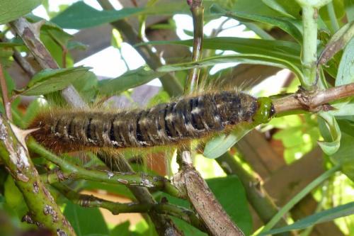 Lasiocampa quercus