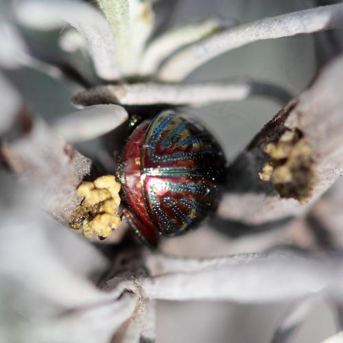 Réf. 140 750 : Chrysolina americana