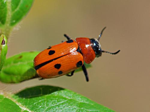 Tituboea sexmaculata