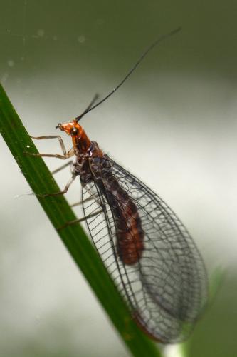 Réf. 140 158 : Nothochrysa capitata