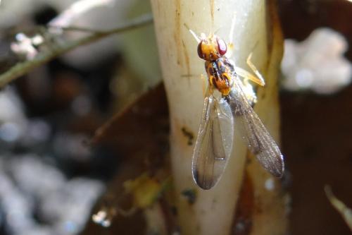 Réf. 140 782 : Chyliza vittata