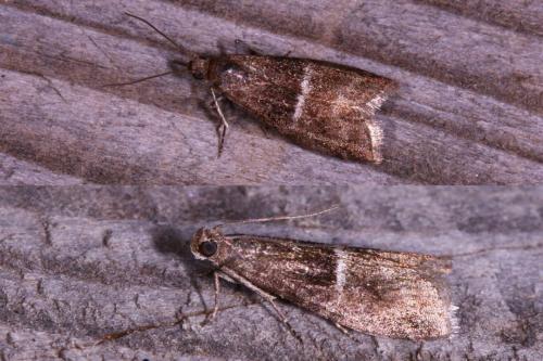 Elegia similella