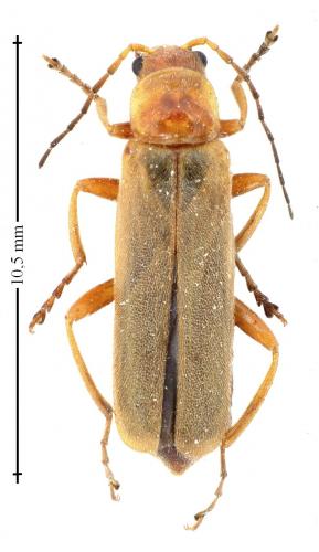 Réf. 140 674 : Cantharis sp.
