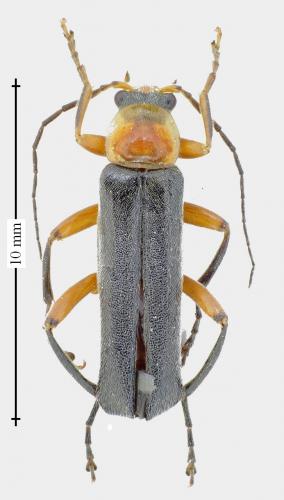 Cantharis pellucida