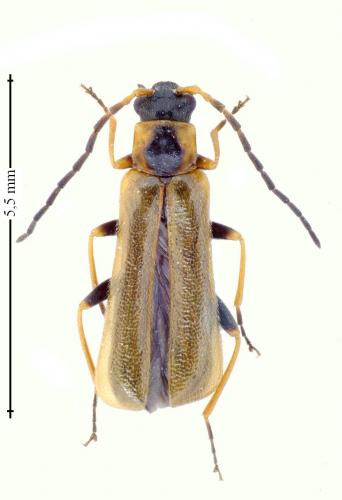 Rhagonycha nigriventris