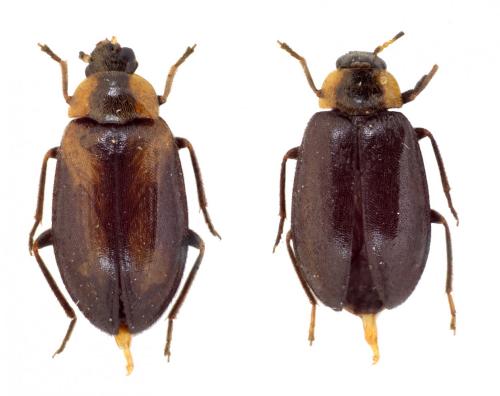 Réf. 140 924 : Odeles marginata