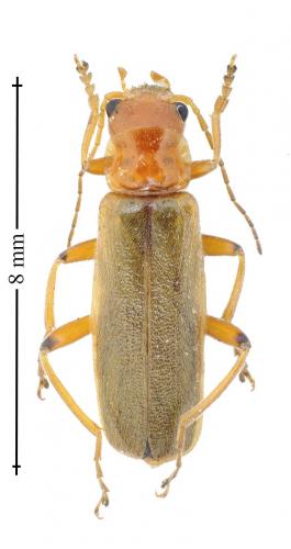 Réf. 140 926 : Cantharis cryptica