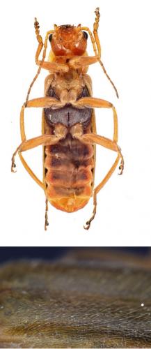 Réf. 140 999 : Cantharis cryptica