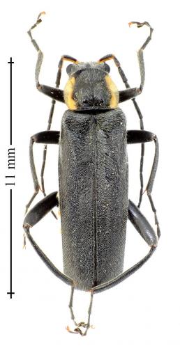 Réf. 140 923 : Cantharis paradoxa