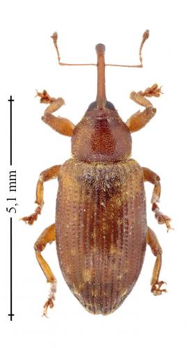 Réf. 140 928 : Dorytomus tortrix