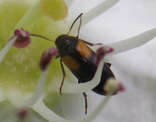 Réf. 140 528 : Anaspis fasciata