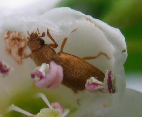 Byturus tomentosus