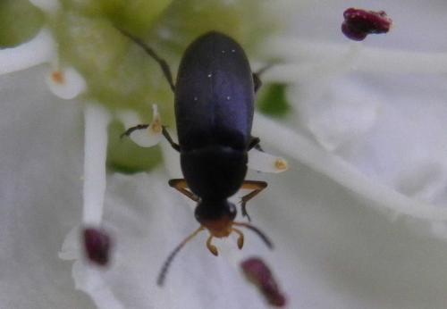 Réf. 140 534 : Anaspis sp.