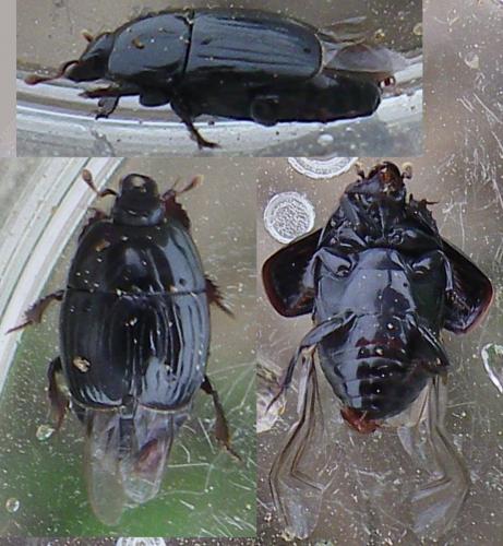 Réf. 140 527 : Atholus duodecimstriatus duodecimstriatus