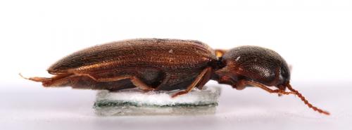 Agriotes acuminatus