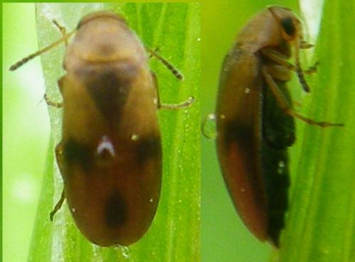Réf. 140 543 : Anaspis maculata