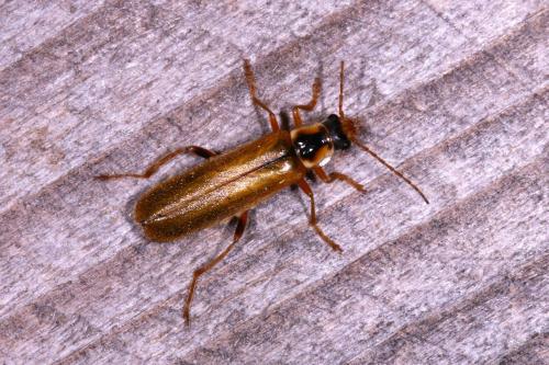 Réf. 140 747 : Cantharis decipiens