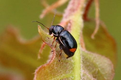 Réf. 140 748 : Cryptocephalus marginellus