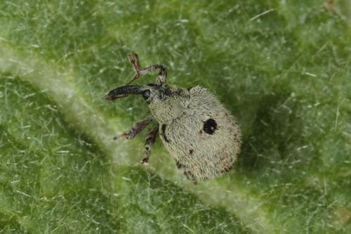 Cionus olens