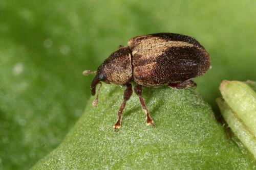 Réf. 140 149 : Lignyodes enucleator