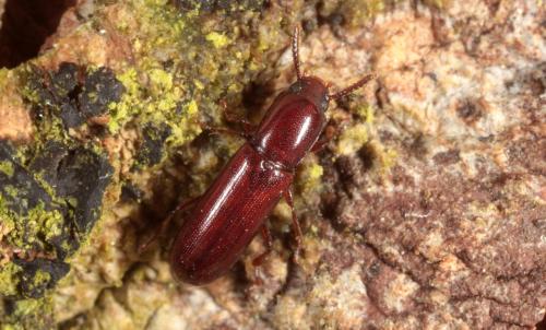 Réf. 140 209 : Corticeus unicolor