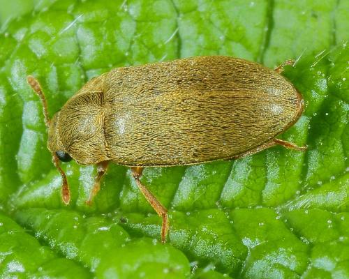 Byturus sp.
