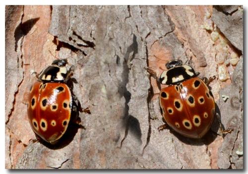 Réf. 140 865 : Anatis ocellata