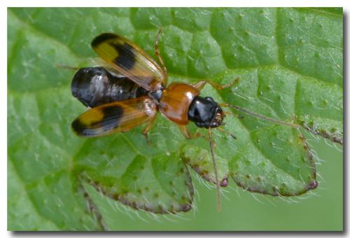 Badister bullatus