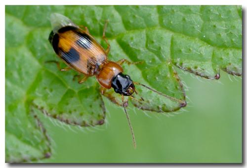 Badister bullatus