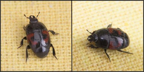 Hister quadrimaculatus