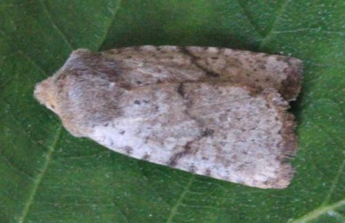Réf. 140 072 : Conistra staudingeri