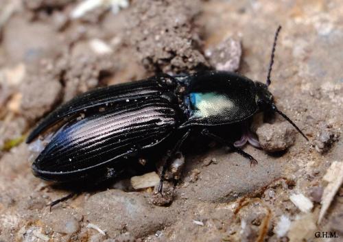 Selatosomus aeneus